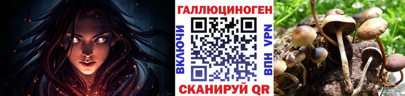 закладки  Волоколамск  Псилоцибиновые грибы Psilocybine cubensis 